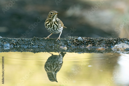 Song thrush with the first light of day at a water point in summer within a Mediterranean forest