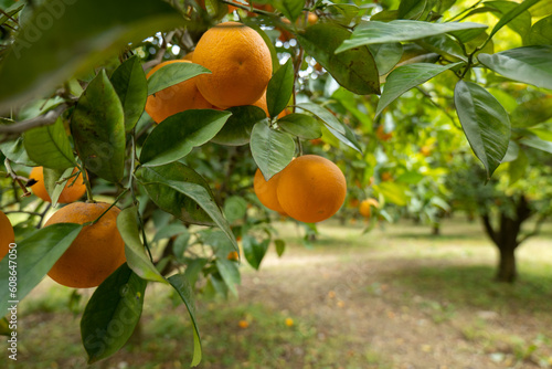 pomarańcze na gałęzi