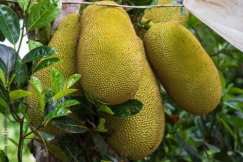 Jack fruit hanging on the tree in the garden. Tropical fruit