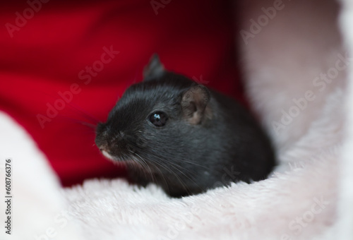 Black gerbil looking on the side, side view, portrait cute rodent