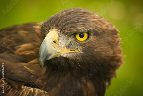 Primer plano del rostro de un águila real con mirada profunda y su potente pico. La majestuosidad y fuerza de esta emblemática ave capturadas en detalle.