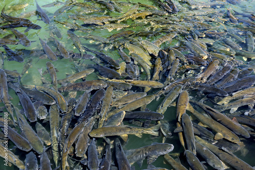 A school of Sacred Fish (carp) at Balikli Gol (Abraham's Pool) within Golbasi Park at Sanliurfa in eastern Turkiye. Locals believe anyone who catches a sacred fish will be punished with blindness.