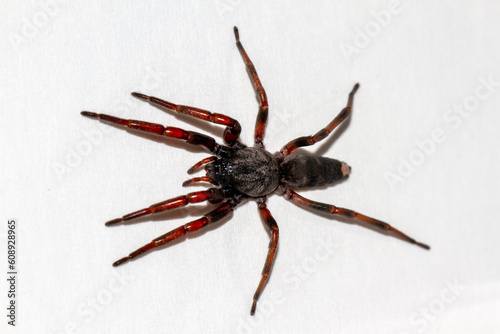 Potentially dangerous Australian White-tailed Spider
