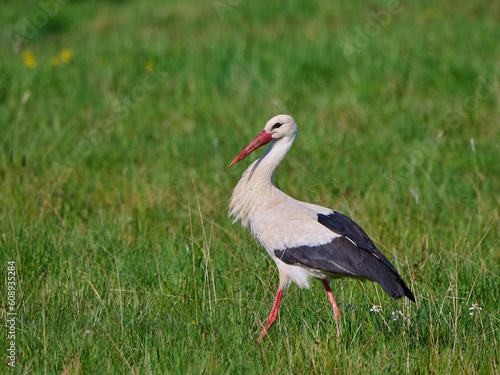 Bocian biały (Ciconia ciconia). Stork.