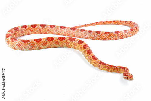 Amel het anery corn snake crawling on isolated background, amel het anery corn snake closeup