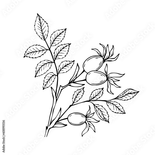 Rosehip branch sketch set with berries.Vector graphics. 