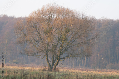 Krajobraz naturalny z polami i drzewami w mglisty jesienny poranek