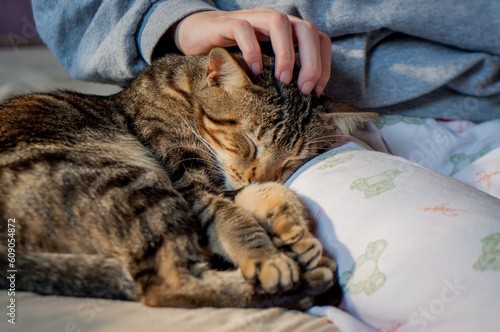 Tabby cat lying on lap receiving affection