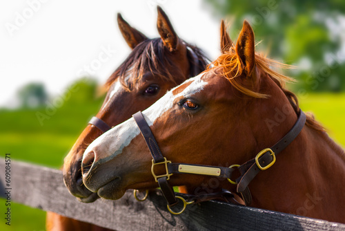 Kentucky, Horses