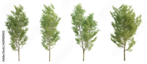 Set of ulmus trees with isolated on transparent background. PNG file, 3D rendering illustration, Clip art and cut out 