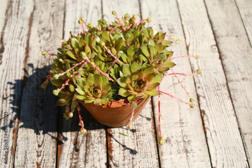 Sempervivum GELBER STERN Rojnik Gelber Stern