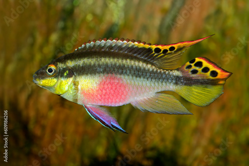 Colorful kribensis or purple cichlid (Pelvicachromis pulcher) from Nigeria