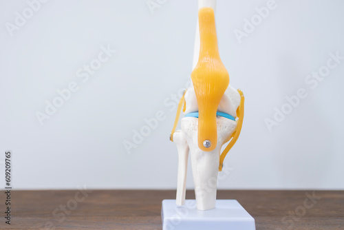 Isolated anatomy knee model on white space background.Orthopedic surgery education about knee pain in patient with ligament injury.White skeleton and blue meniscus on wood table.Sport clinic.
