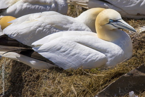 Northern gannets on a nest