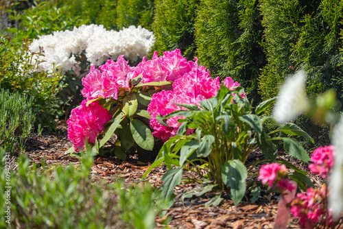 Blooming rhododendron flowers in the spring garden. Kwitnące kwiaty rododendronów w wiosennym ogrodzie.