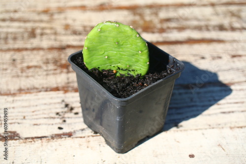 Opuncja bezkolcowa opuntia kaktus