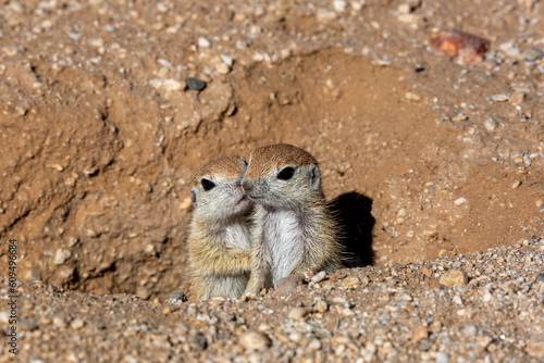 Round-tailed ground squirrel, Xerospermophilus tereticaudus, siblings, showing affection by nuzzling each other, and nearly kissing. Pima County, Tucson, Arizona, USA.