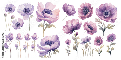 watercolor purple anemone flower clipart for graphic resources