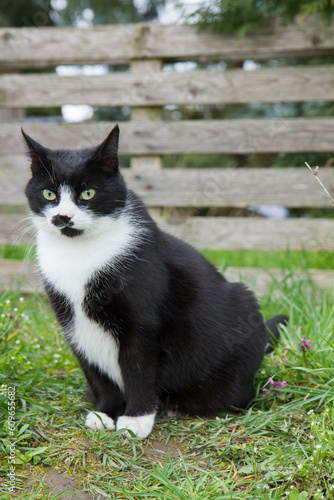 Black and white cat in a garden