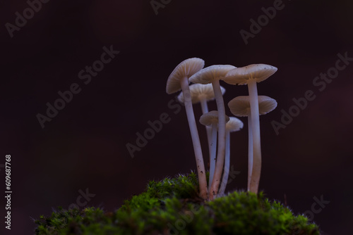 mushroom on black background