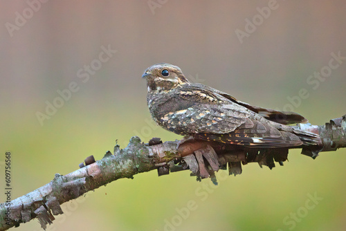 Lelek (Caprimulgus europaeus)