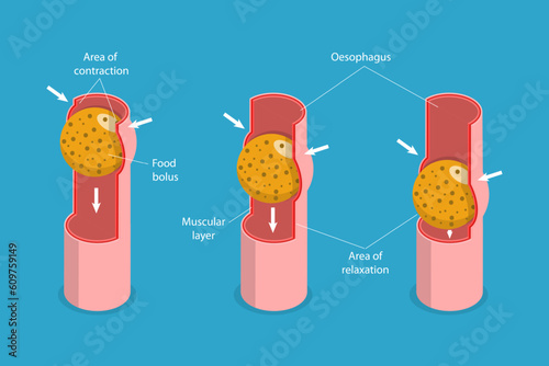 3D Isometric Flat Vector Conceptual Illustration of Peristalsis, Swallow Eating Problem