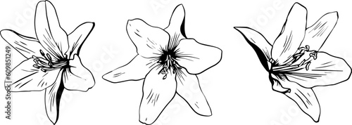 Three sketch style lily flowers black outline isolated on white background