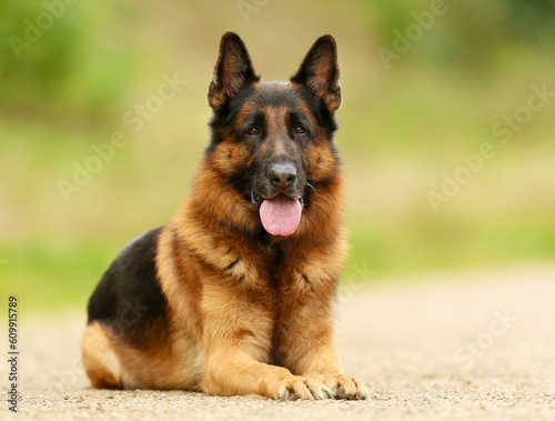 German Shepherd