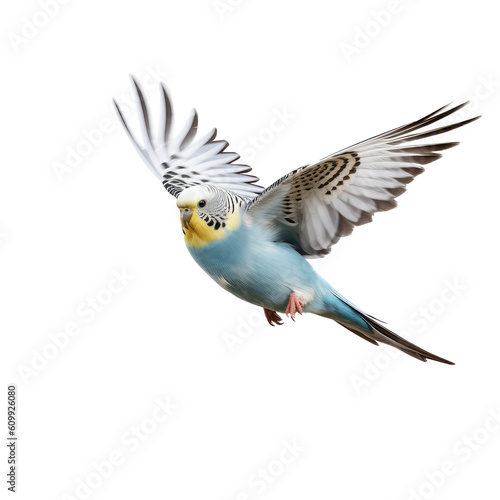 budgie bird looking isolated on white