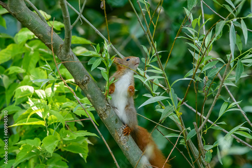 Zaintrygowana wiewiórka siedząca na gałązce drzewa planująca skok