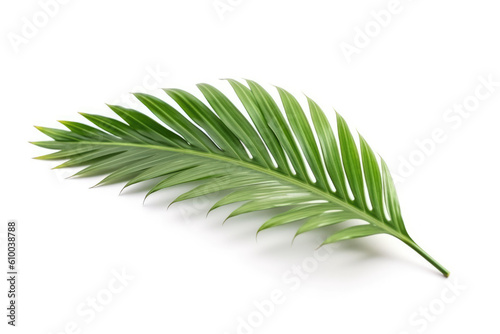 coconut palm leaf isolated
