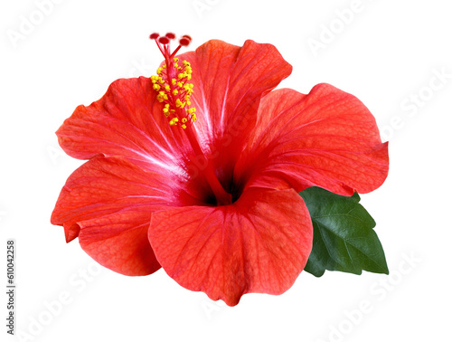 bright red hibiscus flower isolated