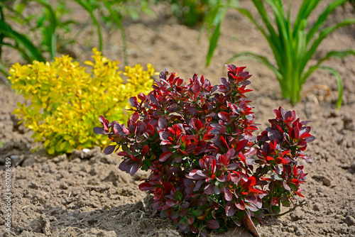 Berberys Thunberga (Berberis thunbergii), czerwony i żółty berberys, kolorowy berberys, Japanese barberry, Thunberg's barberry, red barberry 