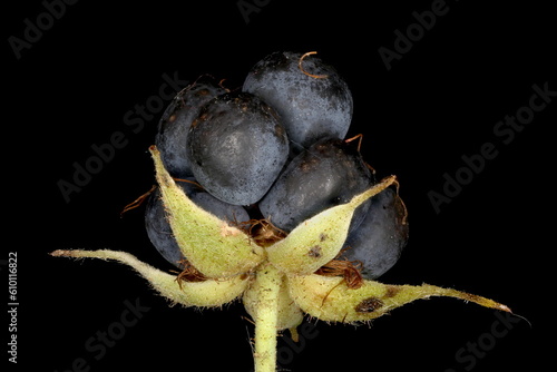 Dewberry (Rubus caesius). Fruit Closeup