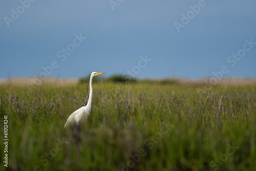 Great Egret in Salt Marsh
