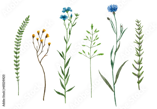 Watercolor set of field plants. Wildflowers. Botanical collection of wild and garden plants. Meadow herbs and flowers collection: cornflower, Poa, flax etc.