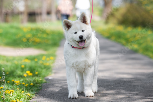 Funny white akita inu puppy