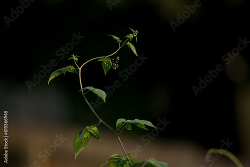 Purple nightshade vine curving upwards isolated on a dark background on a spring evening in Iowa. 