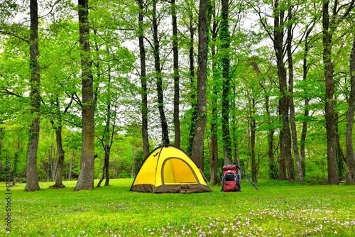 緑の森のキャンプ風景