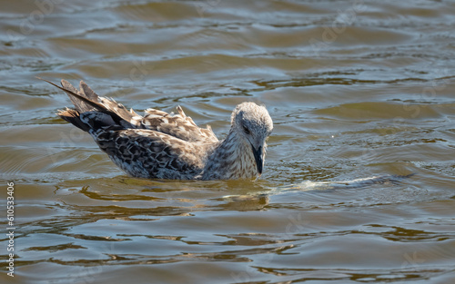 juvenile Mittelmeermöwe (Larus michahellis)