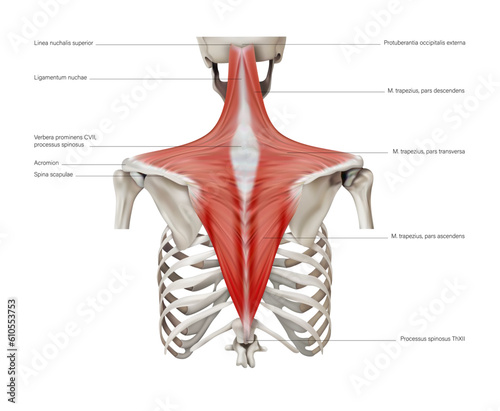 Trapezius muscles of the human back. 3D illustration