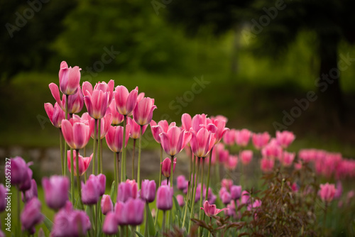 różowe tulipany w ogrodzie na zielonym tle 