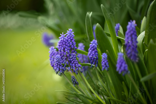 niebieski szafirki w ogrodzie wiosną, sapphires