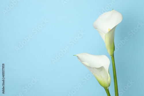 Beautiful calla lily flowers on light blue background. Space for text