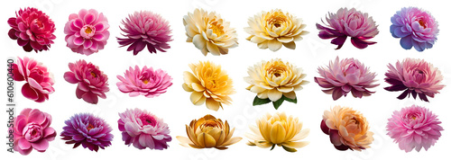 set of colorful peony flowers, Generative AI