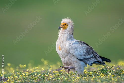 Egyptian vulture (Neophron percnopterus) in the wild