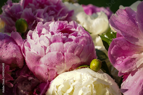 Close-up of flowers Pink and white peonies. Beautiful peony flower for catalog or online store. Floral shop concept . Beautiful fresh cut bouquet with waterdrops. Flowers delivery