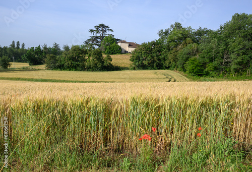 Champ de blé au mois de juin et ses coquelicots avec au loin une ferme du Gers