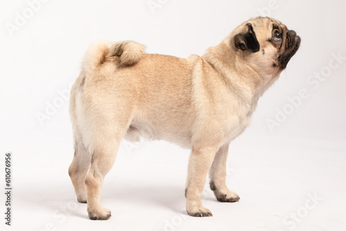 side of Cute dog pug breed standing and making funny or serious face feeling happiness and cheerful,ฺBeautiful Purebred dog and healthy dog,Isolated on white background,Dog friendly Concept