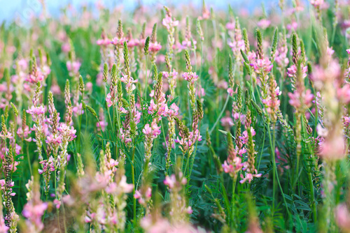 Field of pink flowers Sainfoin, Onobrychis viciifolia. Background of wildflowers. Agriculture. Blooming wild flowers of sainfoin or holy clover